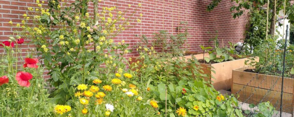 Sociale voedseltuin